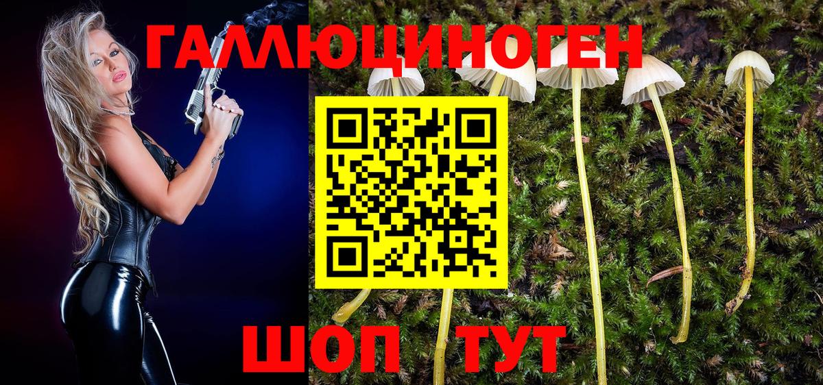 Галлюциногенные грибы Psilocybine cubensis Новокузнецк